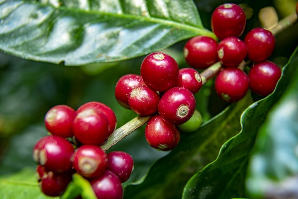 Coffea Arabica: Grown, processed, and delivering you your morning caffeinated goodness