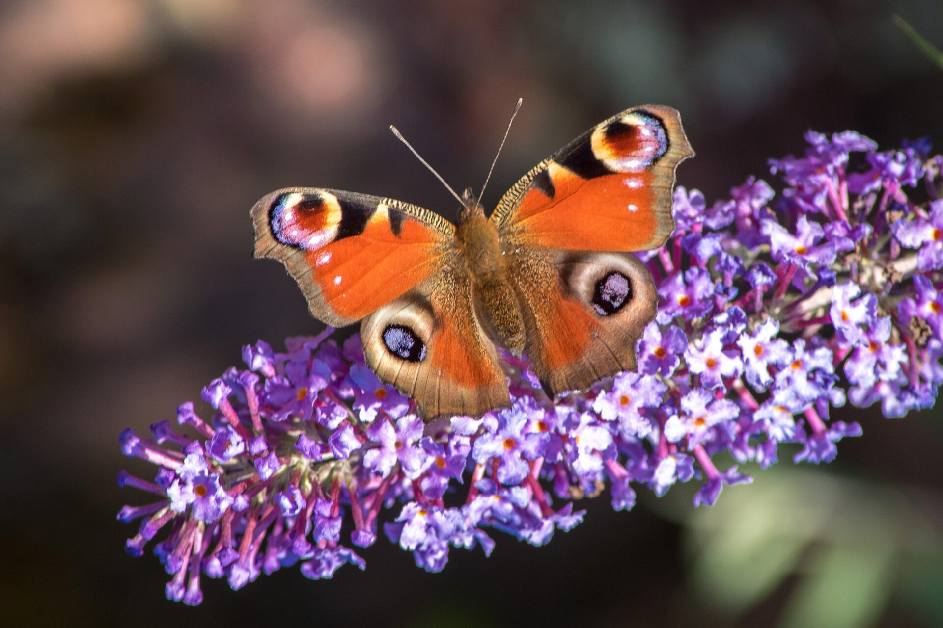 Butterflies come in a wide range of colours and sizes.