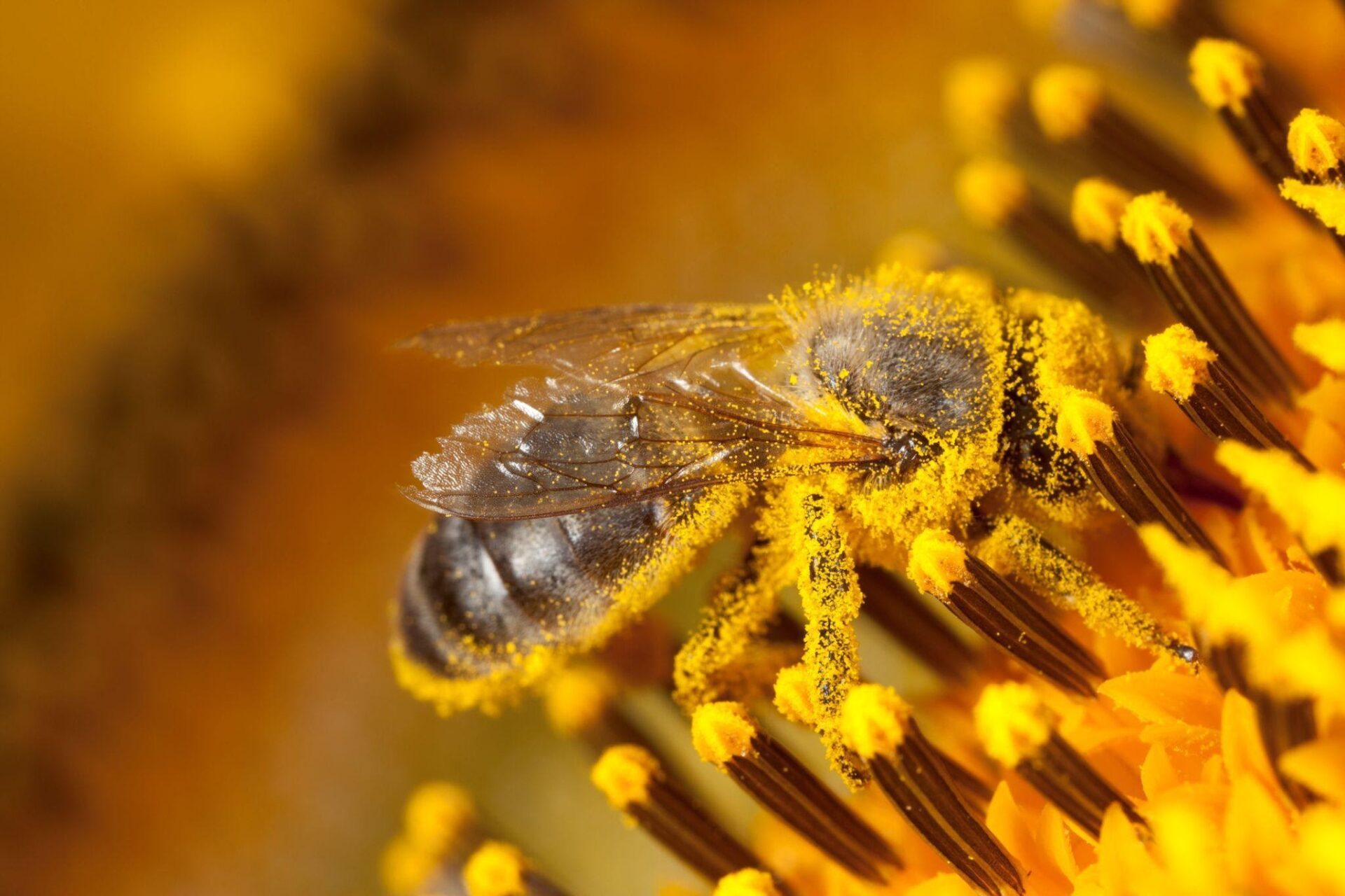 Each flower will result in honey with a specific taste, colour, and texture.