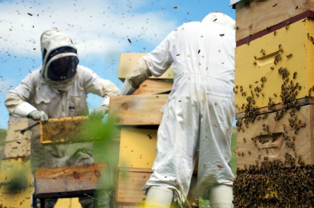 Beekeepers wear protective suits, including hats and facemasks or veils when extracting honey from a hive.
