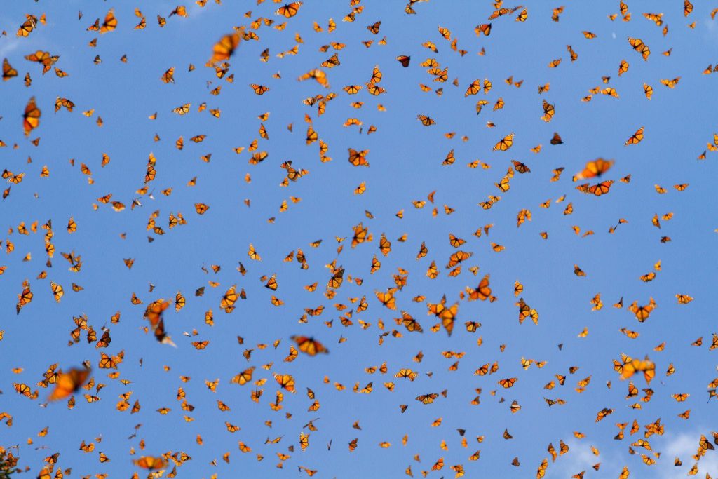 The Monarch butterfly population has lost 99% of its population compared to 40 years ago.