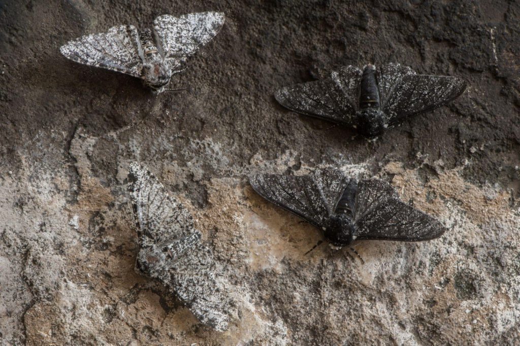 Black or white peppered moths can camouflage more effectively depending on the surface. 