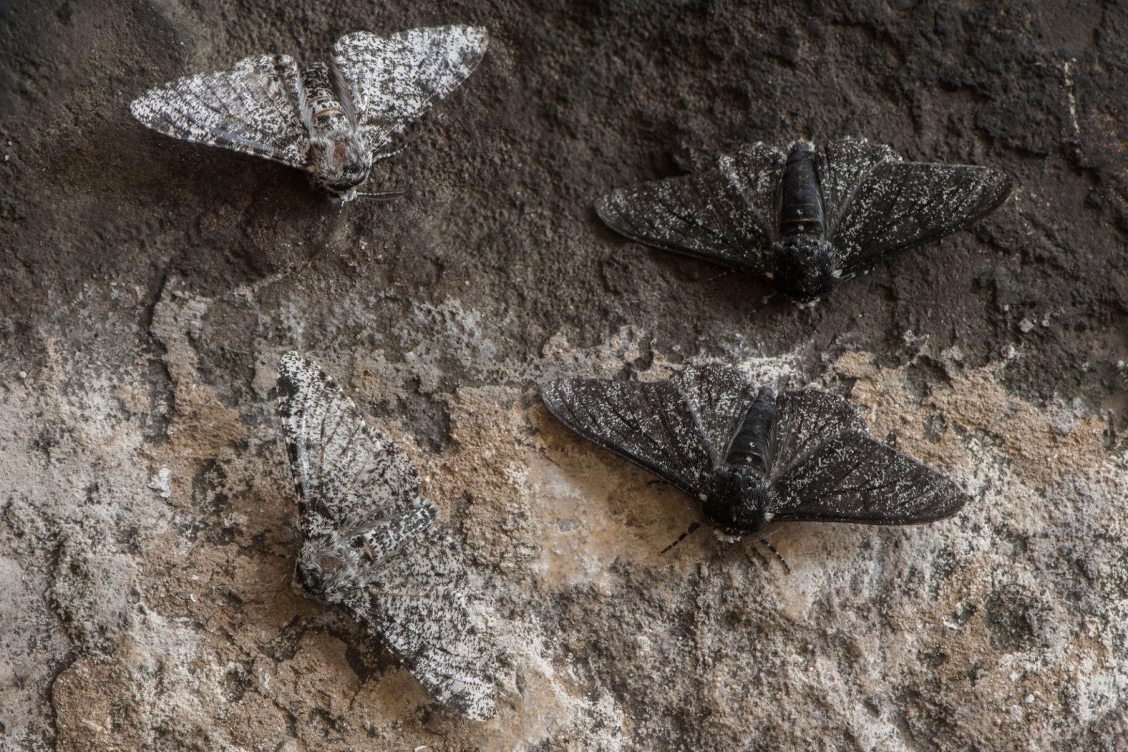 Black or white peppered moths can camouflage more effectively depending on the surface. 