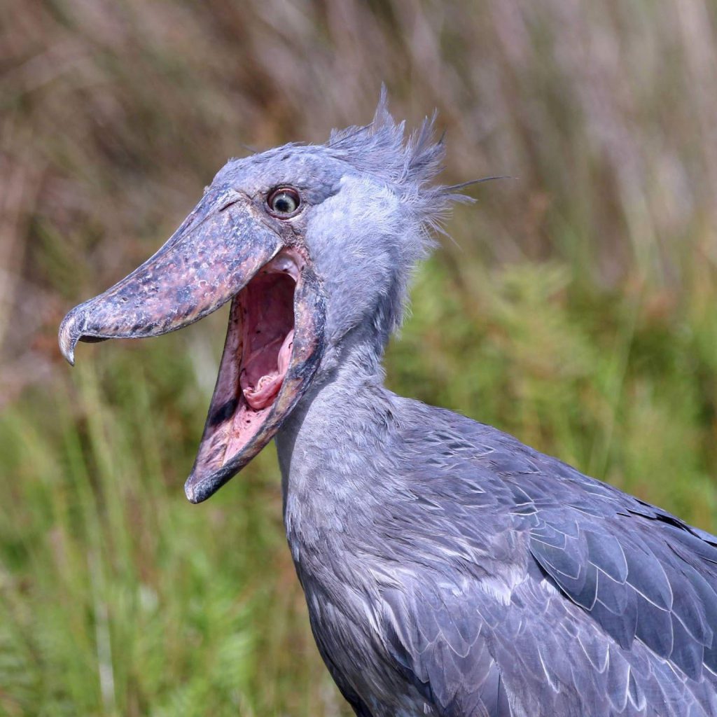 Shoebills are usually quiet, but when looking for a mate, they make a loud clattering noise.