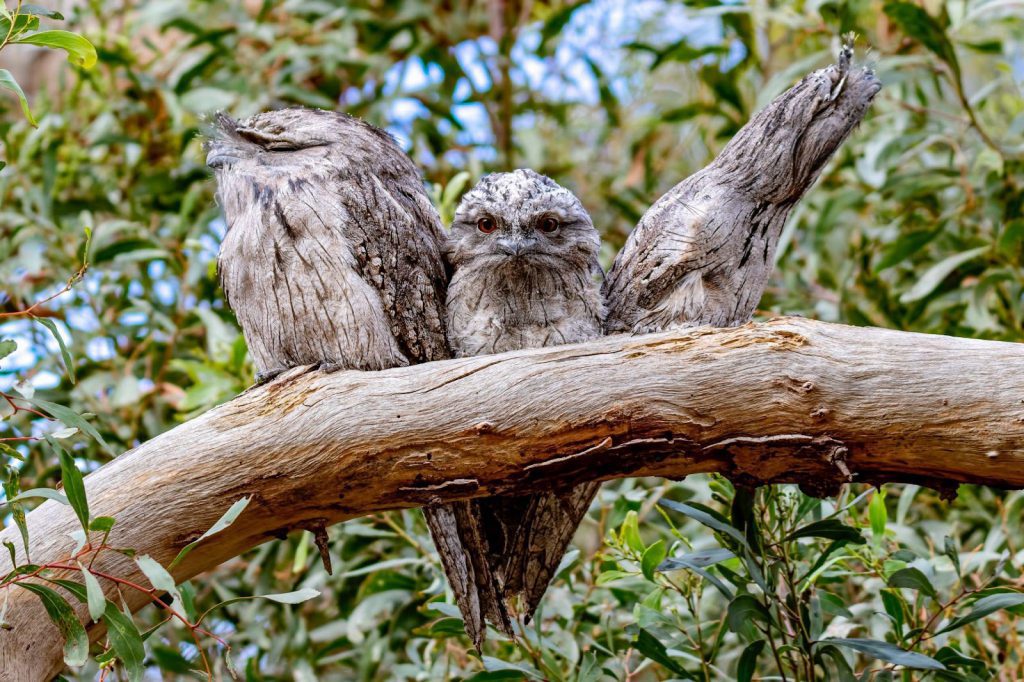 Tawny frogmouths blend very well into their habitat.