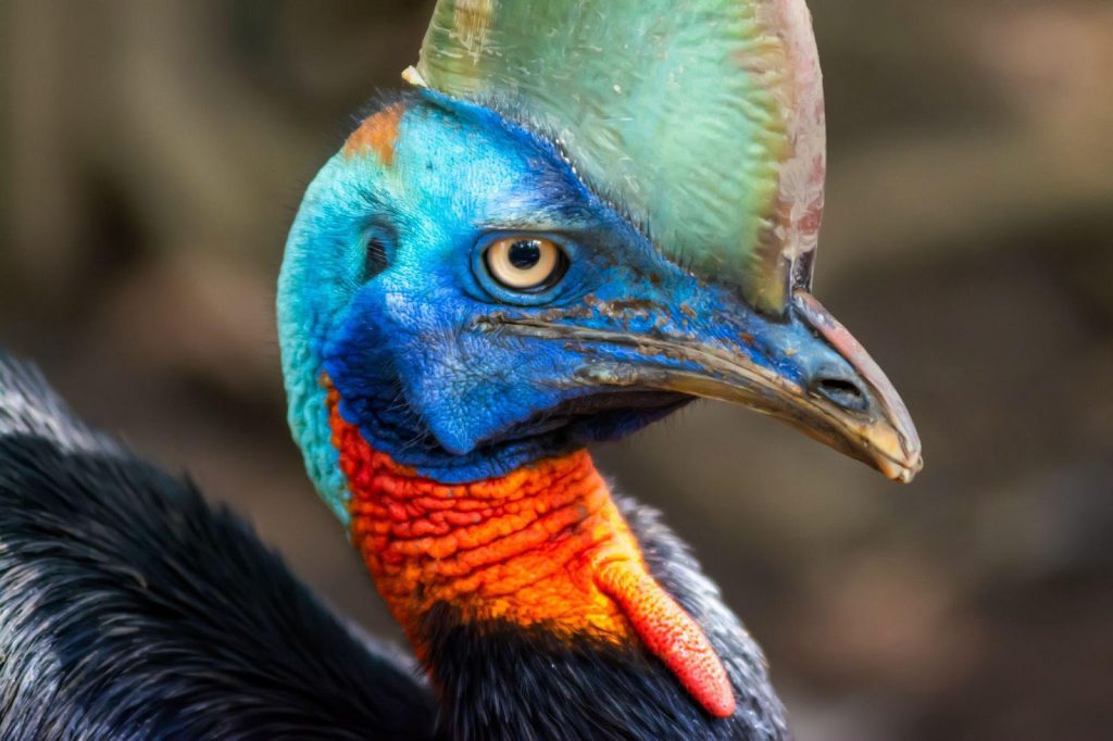 Cassowaries lives across beaches, rainforests, swamps, and forests. 