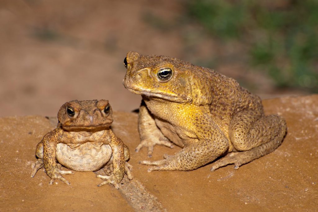 Adult toads and baby toads look slightly different—but they both have a glint in their eye!