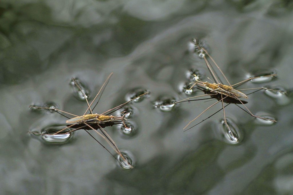 In addition to the power of surface tension, water striders also have thousands of tiny hairs on their legs to trap air and increase water resistance.