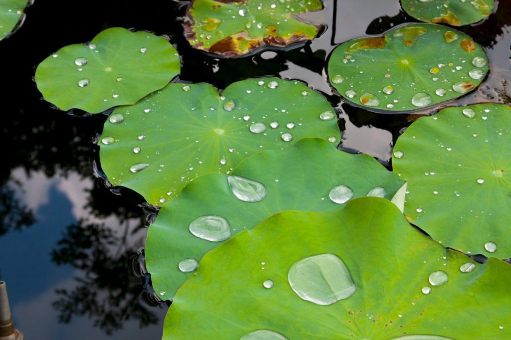 The lotus effect has influenced the development of biomimicking other surfaces to be ultrahydrophobic, self-cleaning, and non-sticking, such as PTFE—the coating on Teflon cookware.